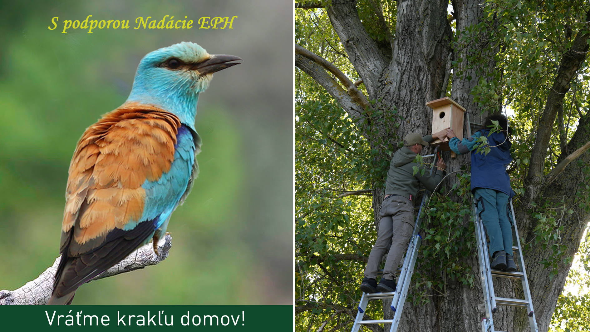 Vráťme krakľu domov! 2