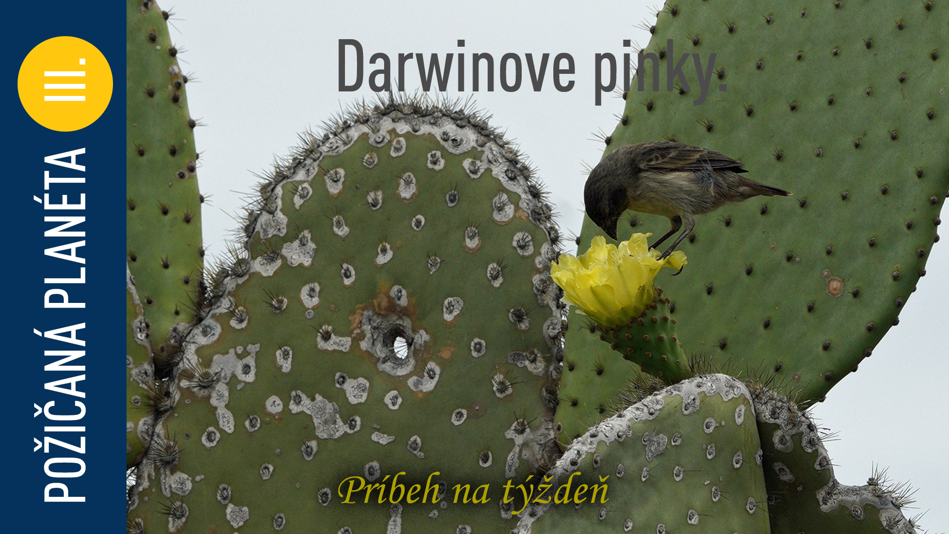 Darwinove pinky.